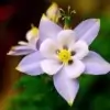 Columbine Flower Picture