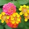 Common Lantana Flower Pic