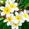 White Frangipani Flower Picture