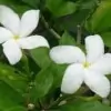 Crape Jasmine Flower Picture