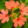Crossandra Flower Picture
