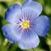 Flax Flower Picture