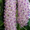 Foxtail Orchid Flower Pic