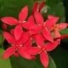 Ixora Coccinea Flower Photo