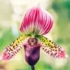 Lady’s slipper orchid Flower Pic