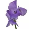 Lavender Flower Photo