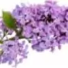 Lilac Flower photo