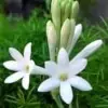 Mexican Tuberose Flower Image