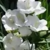 Millingtonia Hortensis Flower photo