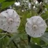 Mountain Laurel Flower Snap