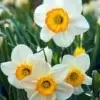 Narcissus Flower Image