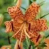 Orange Tiger Lily Flower Picture