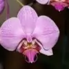 Orchid Flower Picture