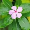 Periwinkle Flower Pic