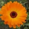 Pot Marigold Flower Picture