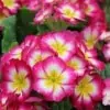 Primrose Flower Picture