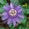 Purple Passion Flower Picture