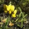Showy Rattlepod Flower Photo