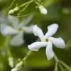 Star Jasmine Flower Pic