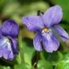 Sweet Violet Picture