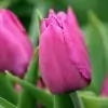 Tulip Flower Picture