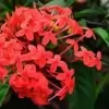 Ashok Flower Photo