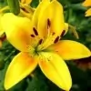 Asiatic Lily Flower Photo