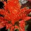 Blood Lily Flower Picture