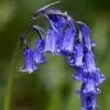 Bluebell Flower Picture