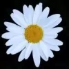 Daisy Flower Photo