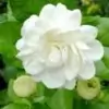 Jasmine Flower Image
