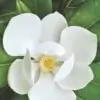 Magnolia Flower Picture