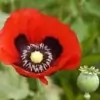 Poppy Flower Photo