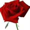 Red Rose Flower Photo