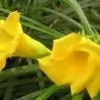 Yellow Oleander Flower Pic