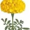 Yellow Marigold Photo
