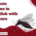 20+ Insects Name in English with Picture