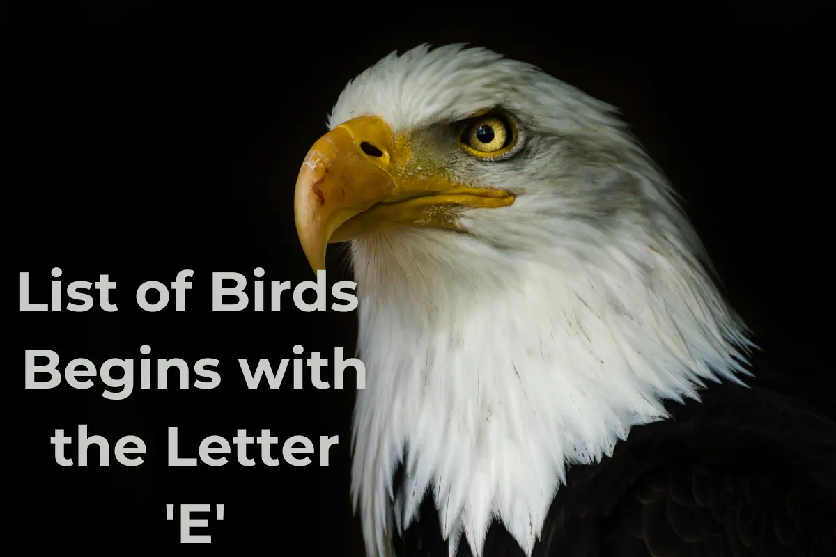 Birds That Start with E