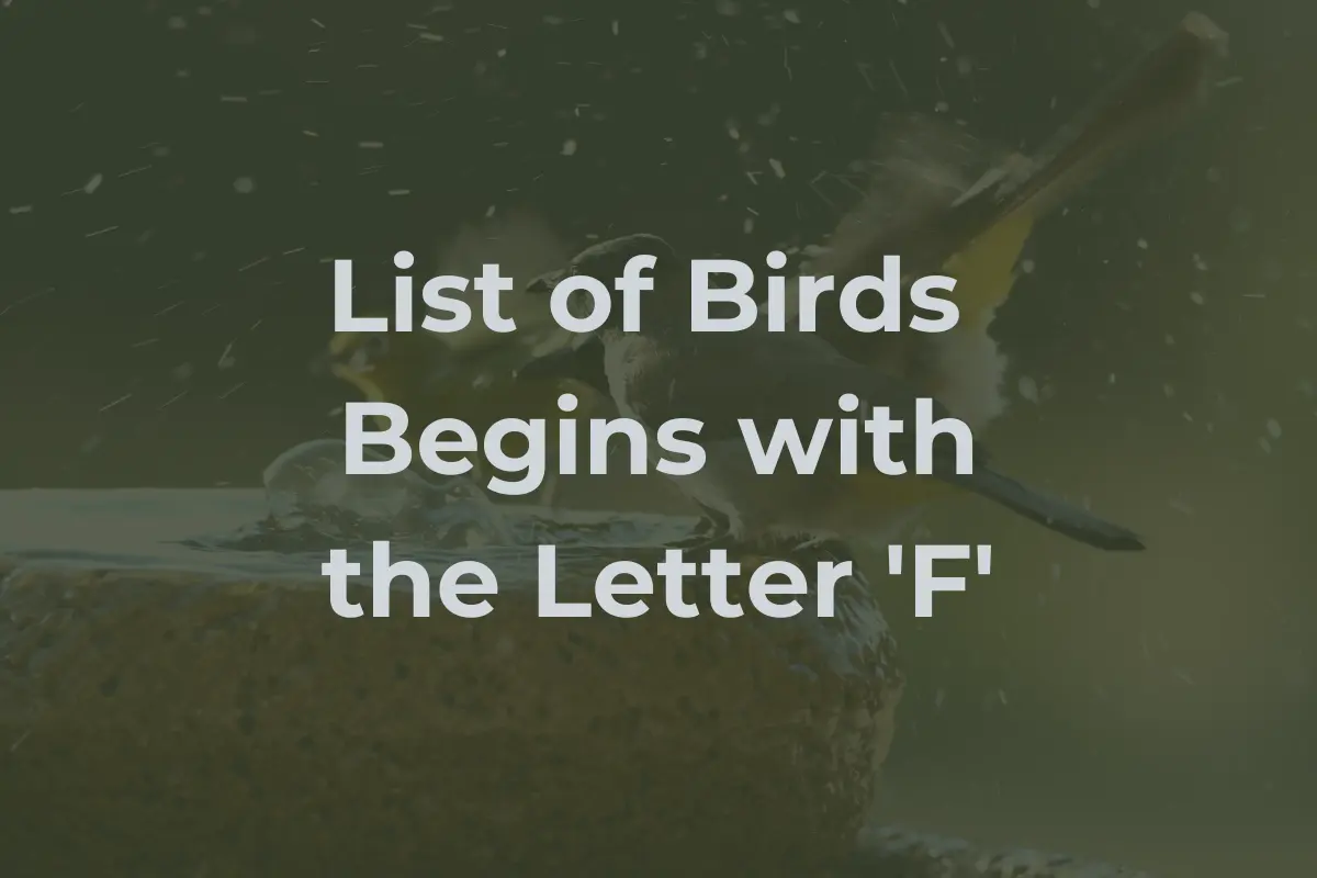 Birds That Start with F