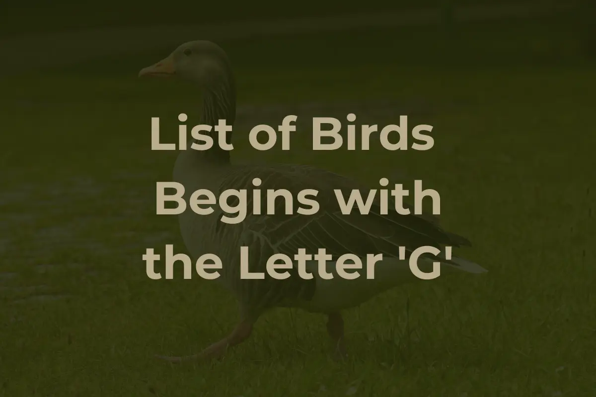 Birds That Start with G