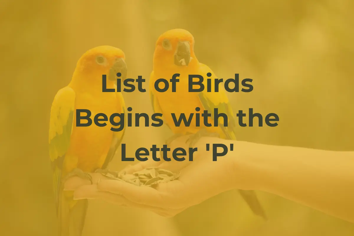 Birds That Start with P