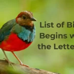 Birds That Start With R