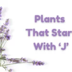 Uncover the Hidden Gems: List of Plants That Start With J Revealed