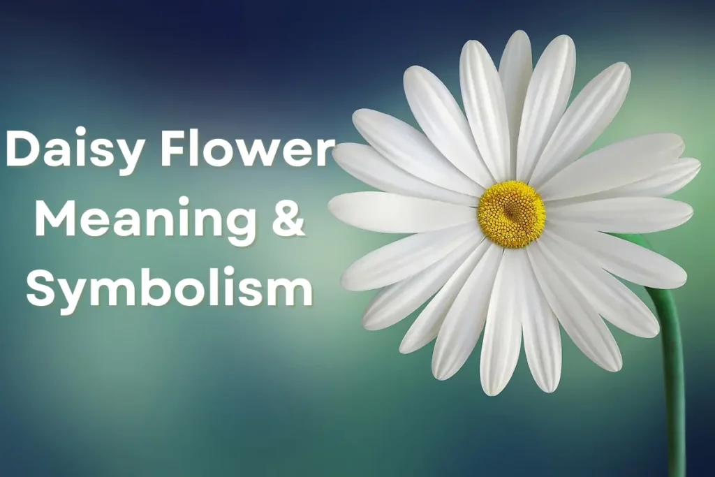 Daisy Flower Significance Unveiling Its Beauty And Symbolism Daisy Flower Significance Unveiling Its Beauty And Symbolism